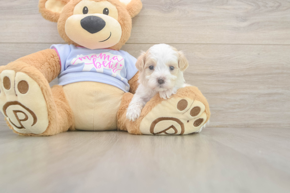 Smart Maltipoo Poodle Mix Pup