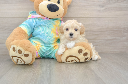 Hypoallergenic Malt Oodle Poodle Mix Puppy