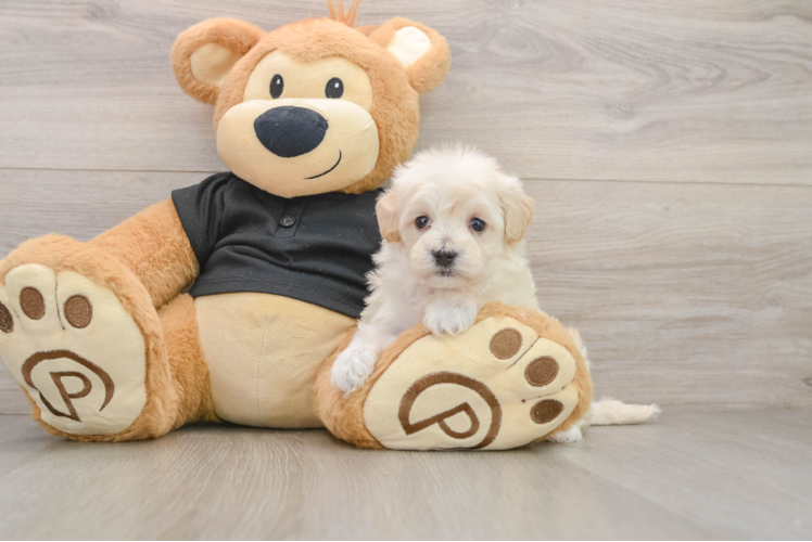 Maltipoo Puppy for Adoption