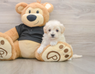 7 week old Maltipoo Puppy For Sale - Seaside Pups