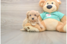 Best Maltipoo Baby