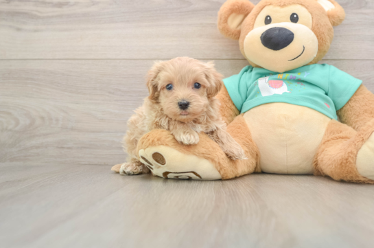 Best Maltipoo Baby
