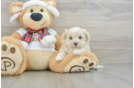 Best Maltipoo Baby