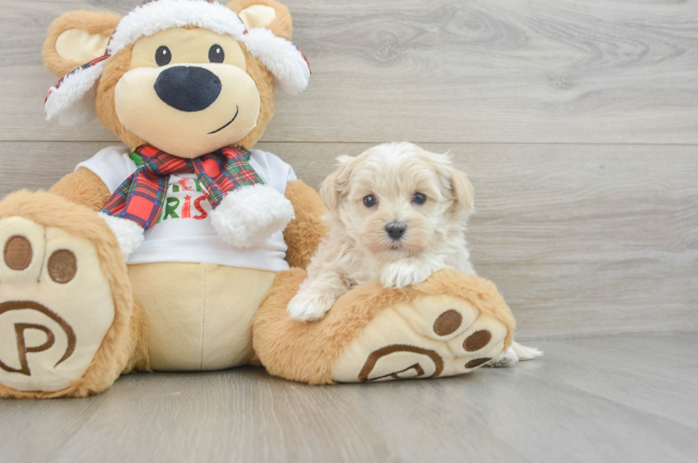 6 week old Maltipoo Puppy For Sale - Seaside Pups