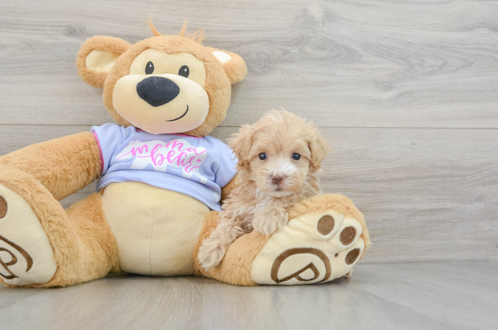 6 week old Maltipoo Puppy For Sale - Seaside Pups