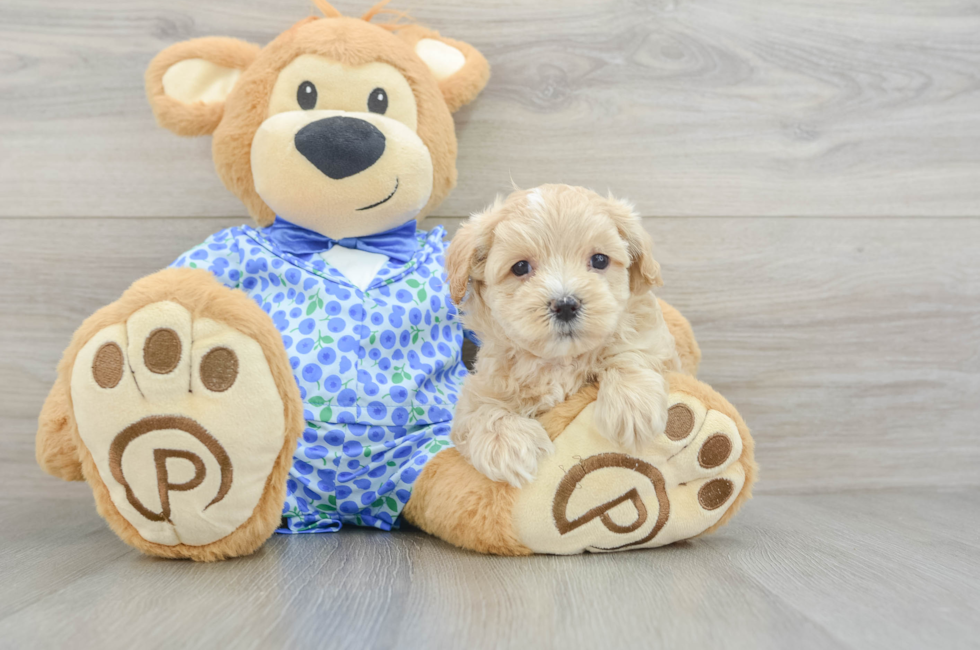 8 week old Maltipoo Puppy For Sale - Seaside Pups
