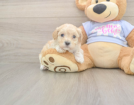 8 week old Maltipoo Puppy For Sale - Seaside Pups