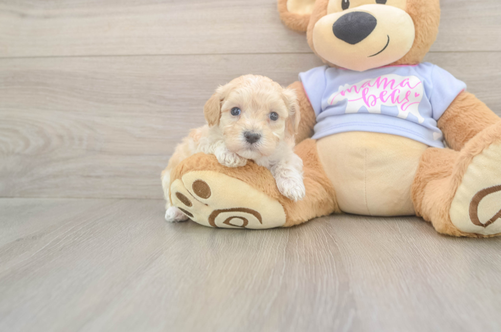 5 week old Maltipoo Puppy For Sale - Seaside Pups