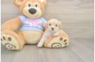 Maltipoo Puppy for Adoption