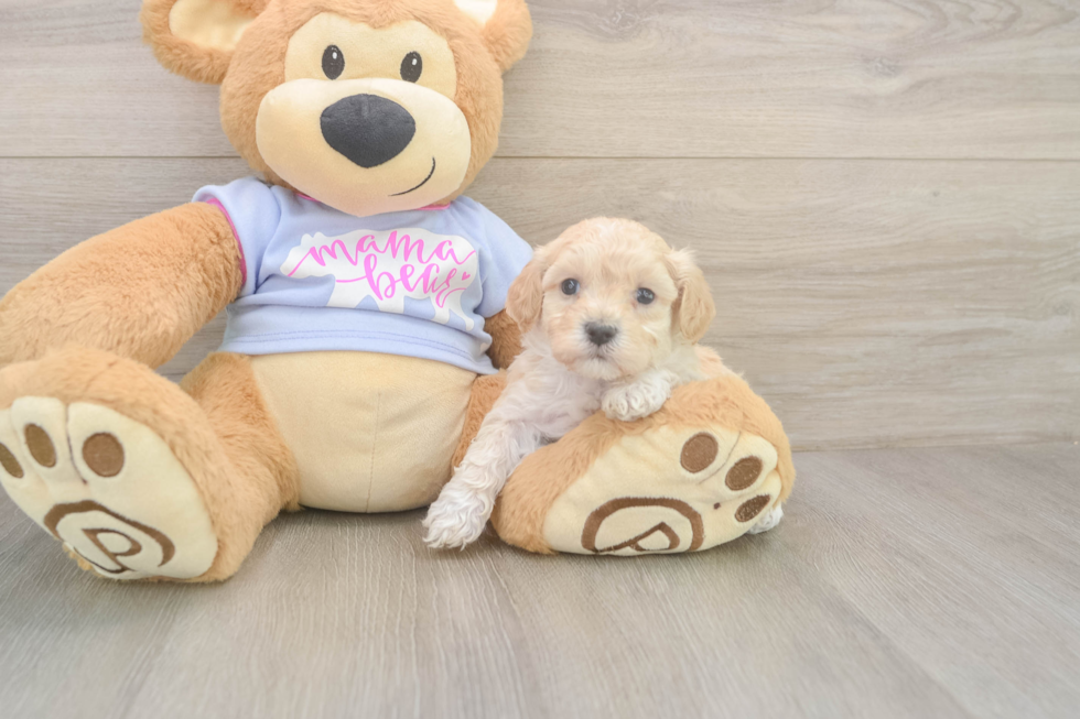 Maltipoo Puppy for Adoption