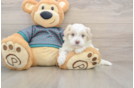 Maltipoo Puppy for Adoption