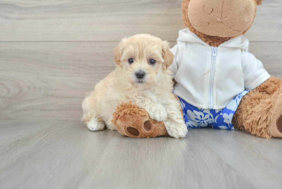 Best Maltipoo Baby