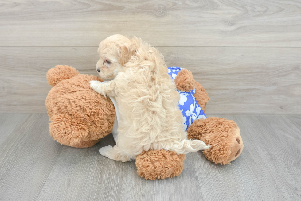 Adorable Maltepoo Poodle Mix Puppy