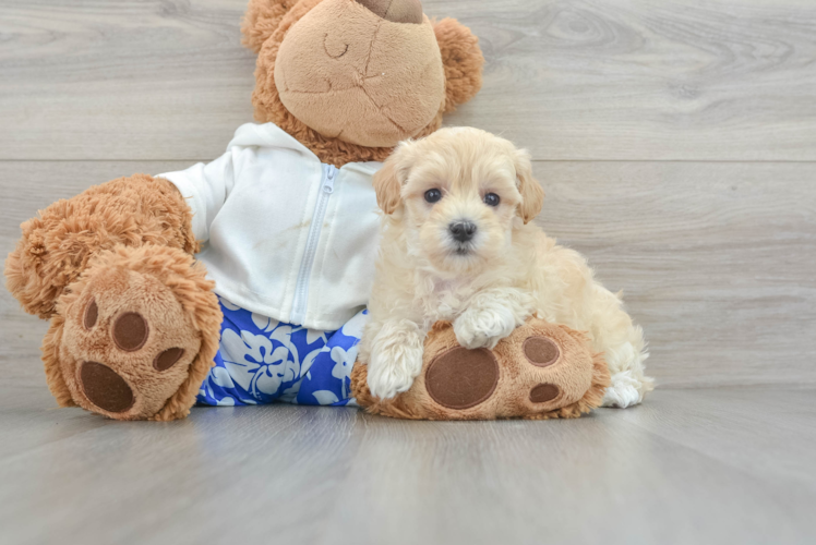 Maltipoo Pup Being Cute