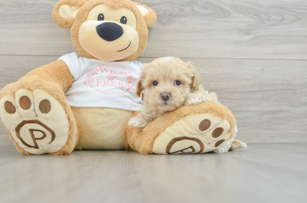 6 week old Maltipoo Puppy For Sale - Seaside Pups