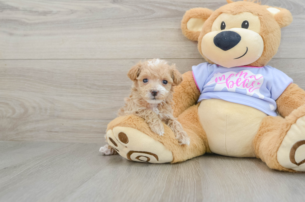 6 week old Maltipoo Puppy For Sale - Seaside Pups