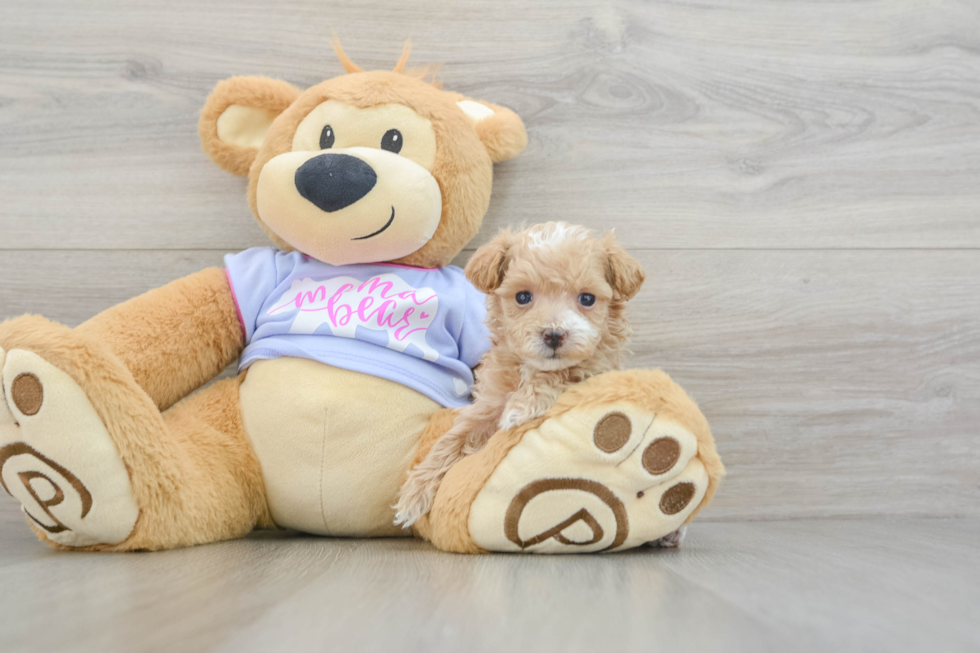 Friendly Maltipoo Baby