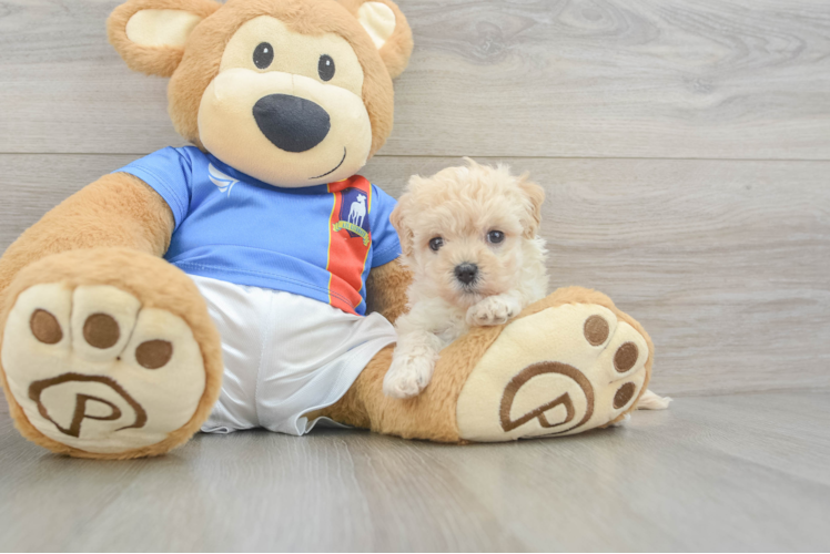 Energetic Maltese Poodle Poodle Mix Puppy