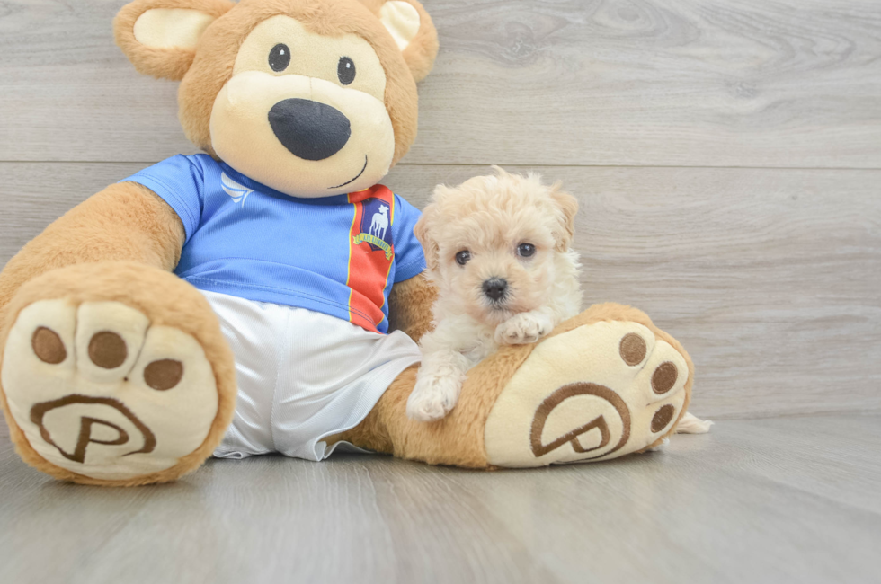 5 week old Maltipoo Puppy For Sale - Seaside Pups