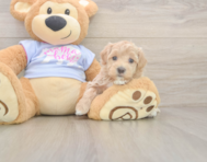 7 week old Maltipoo Puppy For Sale - Seaside Pups