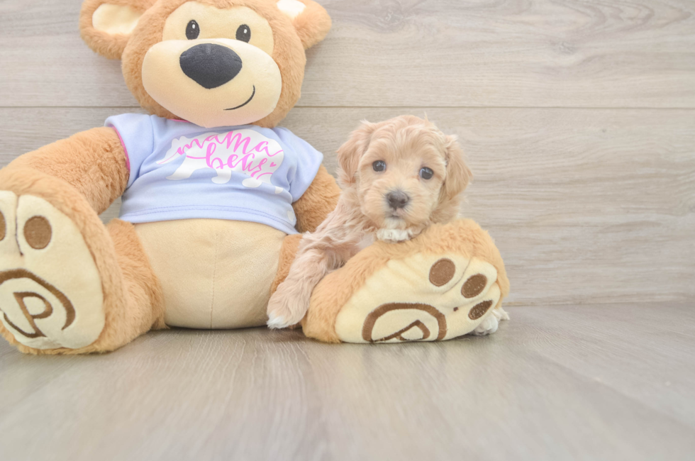 5 week old Maltipoo Puppy For Sale - Seaside Pups
