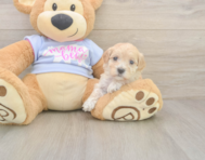 8 week old Maltipoo Puppy For Sale - Seaside Pups