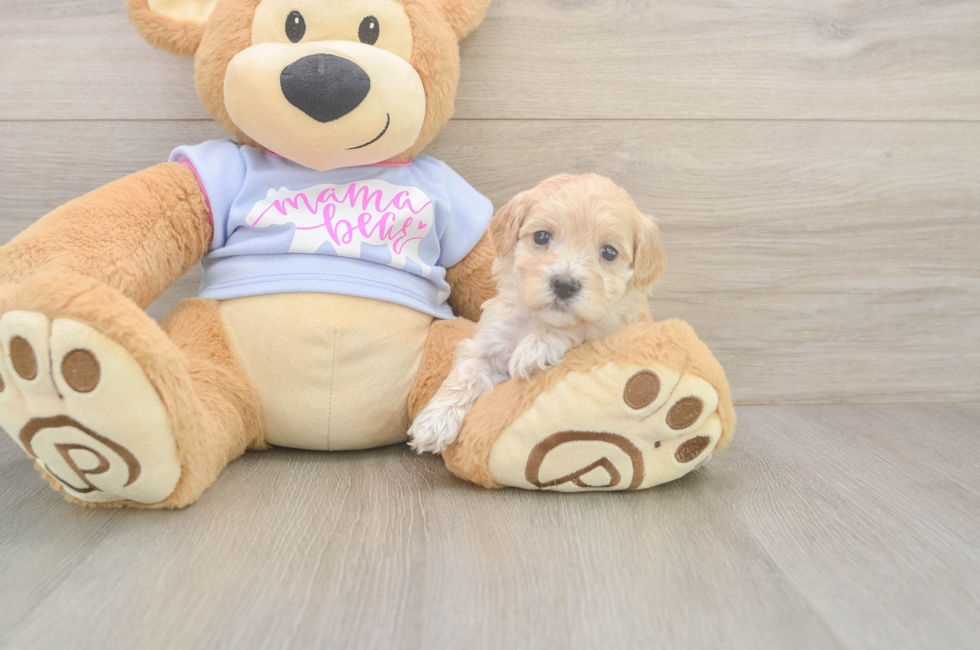 5 week old Maltipoo Puppy For Sale - Seaside Pups