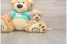 Maltipoo Puppy for Adoption