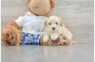 Friendly Maltipoo Baby