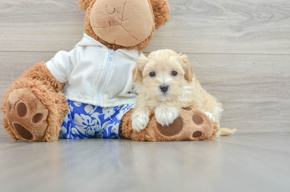 8 week old Maltipoo Puppy For Sale - Seaside Pups