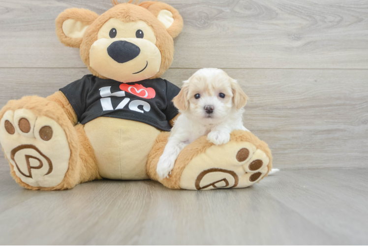 Maltipoo Puppy for Adoption