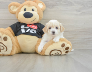 7 week old Maltipoo Puppy For Sale - Seaside Pups