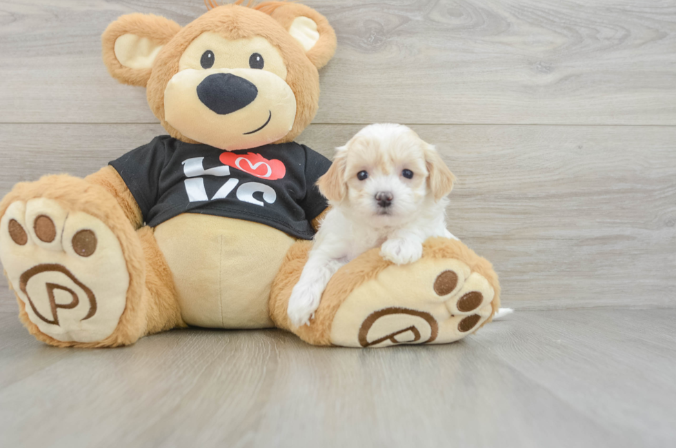 5 week old Maltipoo Puppy For Sale - Seaside Pups