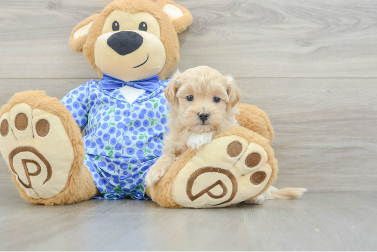 Maltipoo Pup Being Cute