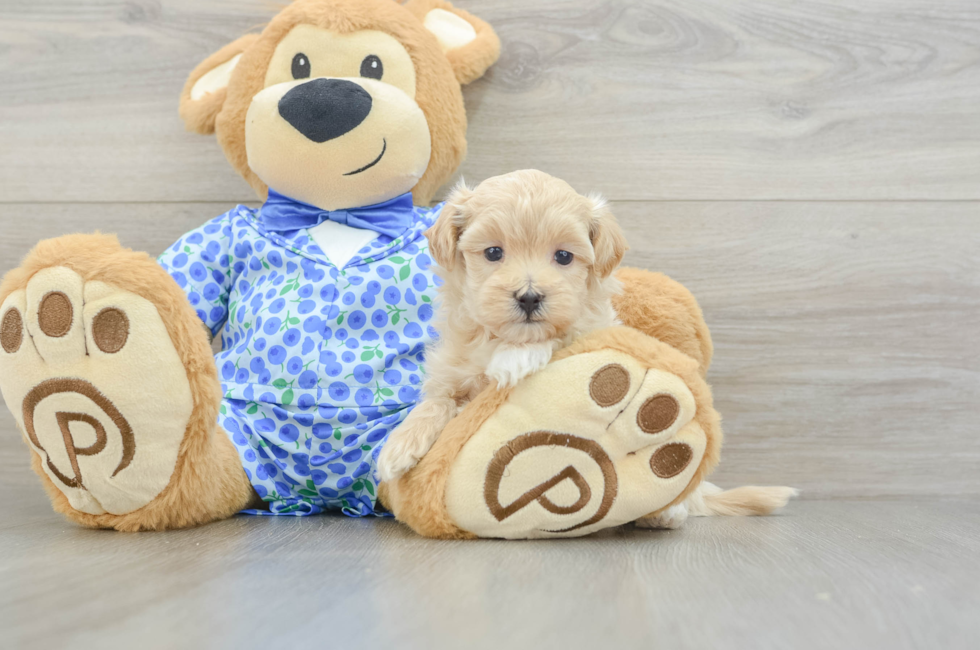 5 week old Maltipoo Puppy For Sale - Seaside Pups