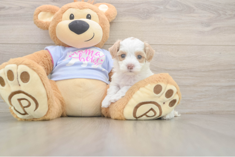 Energetic Maltidoodle Poodle Mix Puppy