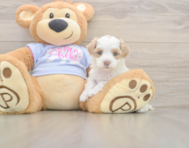 7 week old Maltipoo Puppy For Sale - Seaside Pups