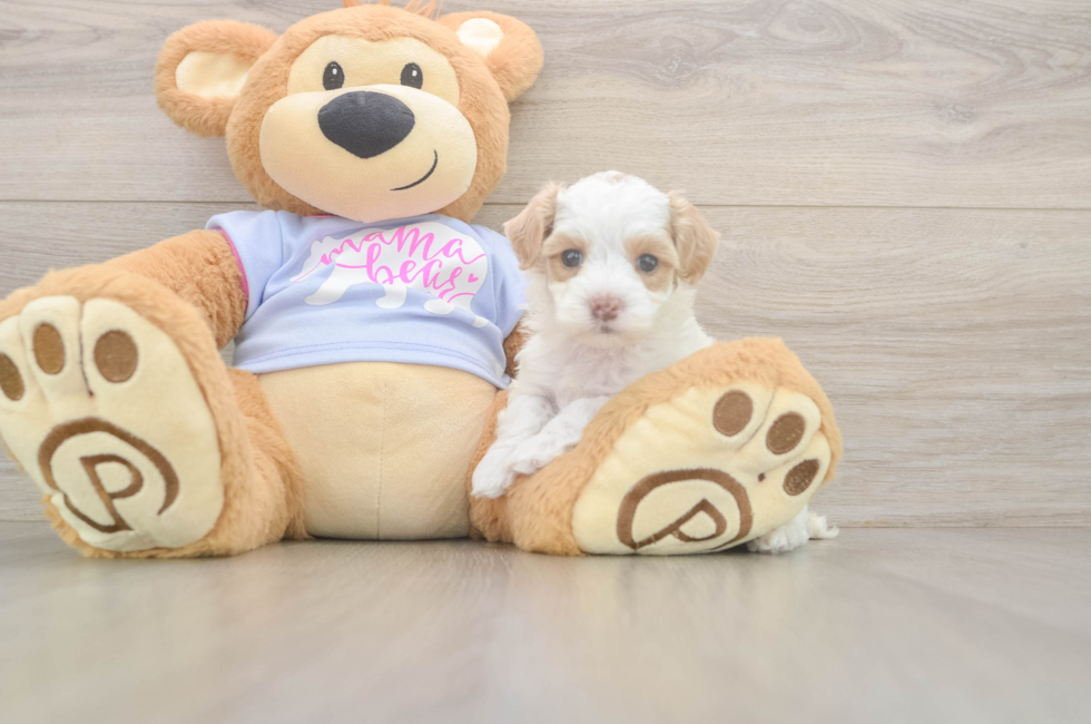 5 week old Maltipoo Puppy For Sale - Seaside Pups