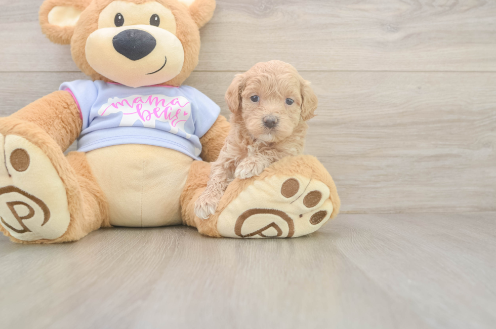 5 week old Maltipoo Puppy For Sale - Seaside Pups