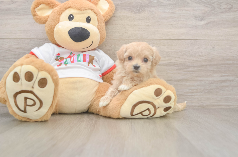 5 week old Maltipoo Puppy For Sale - Seaside Pups