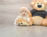 7 week old Maltipoo Puppy For Sale - Seaside Pups