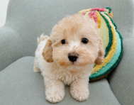 9 week old Maltipoo Puppy For Sale - Seaside Pups