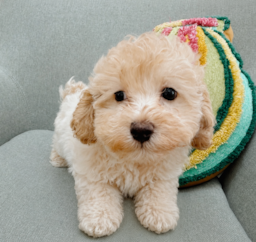 10 week old Maltipoo Puppy For Sale - Seaside Pups