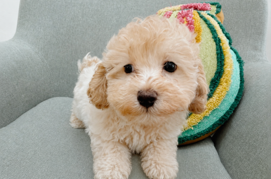 Cute Maltipoo Baby