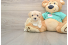 Maltipoo Pup Being Cute