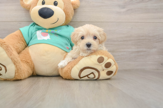 Energetic Maltese Poodle Poodle Mix Puppy