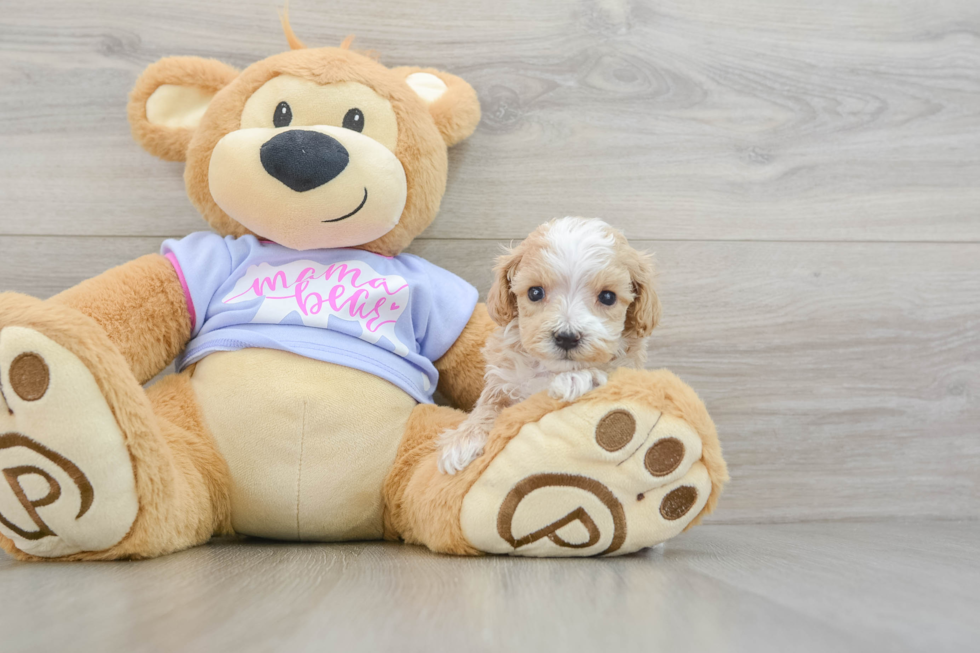 Maltipoo Pup Being Cute