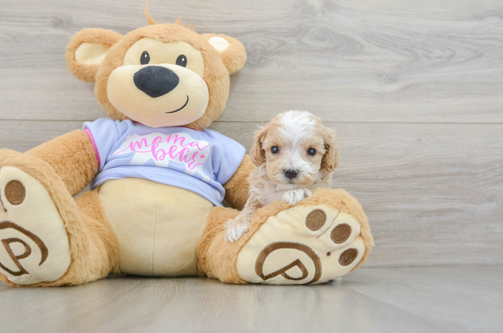 6 week old Maltipoo Puppy For Sale - Seaside Pups