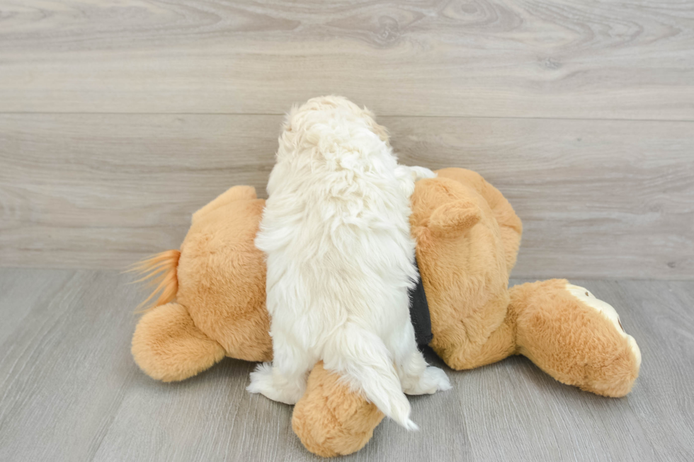 Maltipoo Pup Being Cute