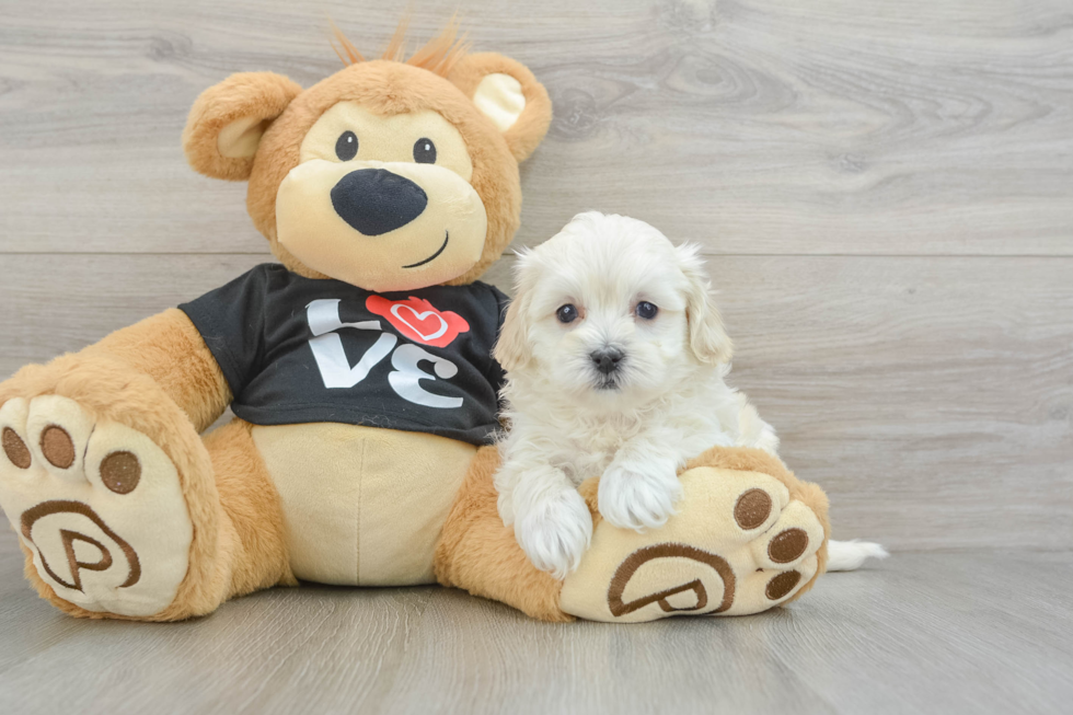 Maltipoo Pup Being Cute